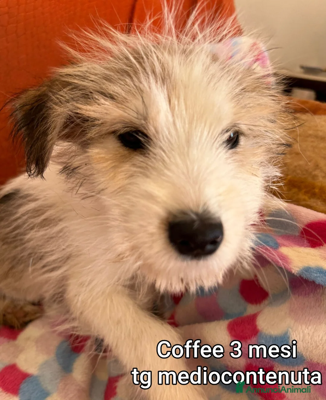 Meticcio cani in regalo: CUCCIOLI BISOGNOSI: URGENTE!!! - Annuncio 10