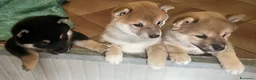 Shiba Inu cani in vendita: Shiba inu - Annuncio 4