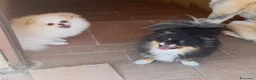 Volpino Pomerania cani in vendita: Cuccioli volpino di pomerania a Città metropolitana di Roma Capitale - Annuncio 8