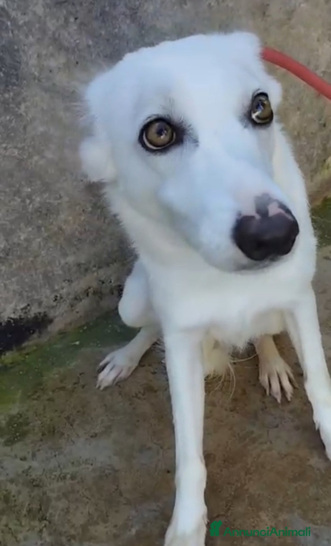 Meticcio cani in regalo: Femmina giovane e timida finita in canile! SICILIA a Città metropolitana di Milano - Annuncio 4