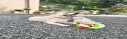 Pastore Svizzero cani in vendita: Vendita Pastore Svizzero Bianco - Annuncio 10