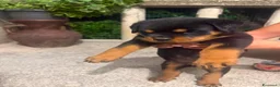 Rottweiler cani in vendita: Cuccioli rottweiller - Annuncio 7
