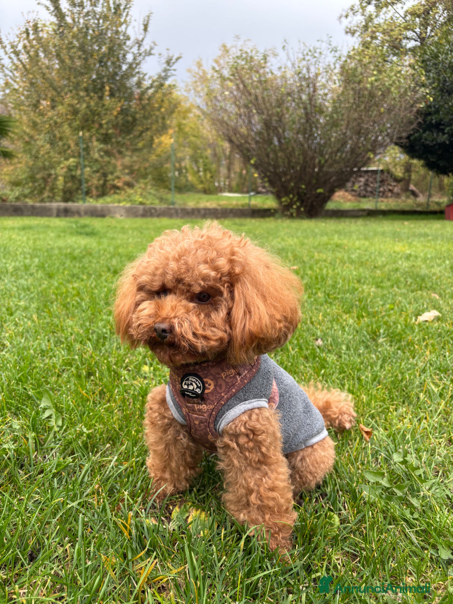 Barboncino Toy cani per accoppiamento: Barboncino Toy disponibile per monta  - Annuncio 6