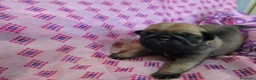 Carlino cani in vendita: Cuccioli carlino con pedigree ENCI  - Annuncio 8