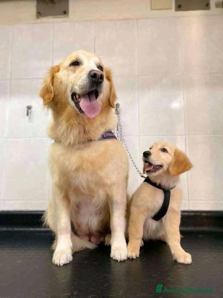 Golden Retriever cani Cuccioli di Golden retriever  - Annuncio 1