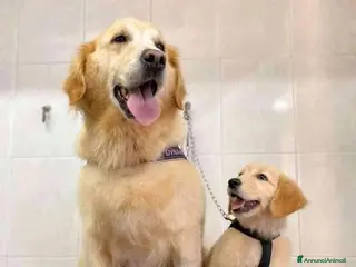 Golden Retriever cani Cuccioli di Golden retriever - Annuncio 1
