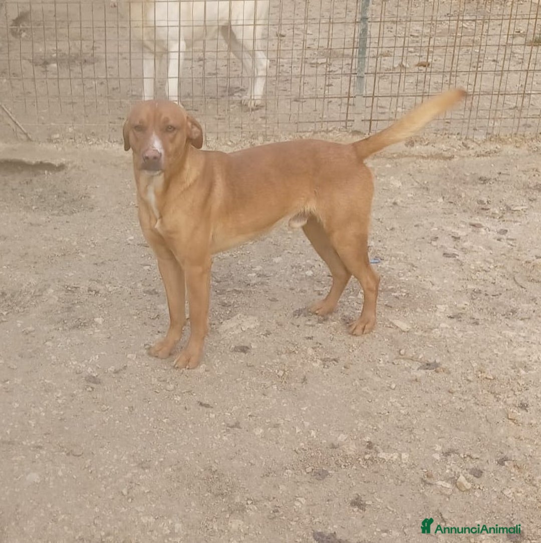 Meticcio cani in regalo: IL DOLCISSIMO CORFU' a Provincia di Gorizia - Annuncio 6