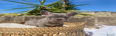 Bulldog Francese Cucciolo 2