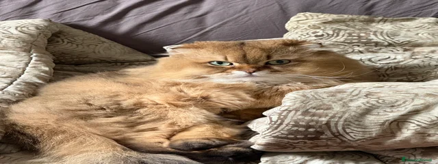 Simba