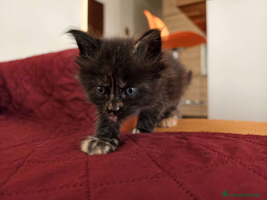 Maine Coon gatti in vendita: Nebula cucciola Maine coon  - Annuncio 3