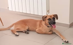 Meticcio cani in regalo: Cerco famiglia per questo adorabile cucciolo - Immagine 4