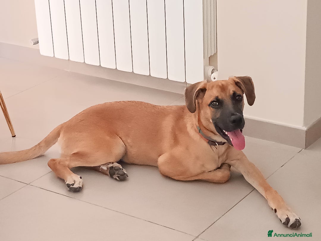 Meticcio cani in regalo: Cerco famiglia per questo adorabile cucciolo - Immagine 4