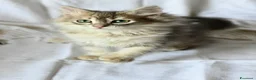 Siberiano gatti in vendita: Cuccioli di Siberiano con pedigree Anfi - Annuncio 6