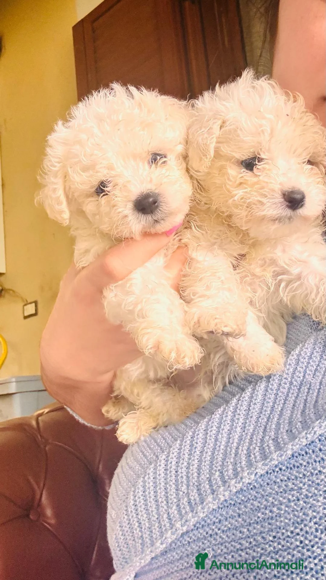 Maltese cani in vendita: Cuccioli maltese - Annuncio 2