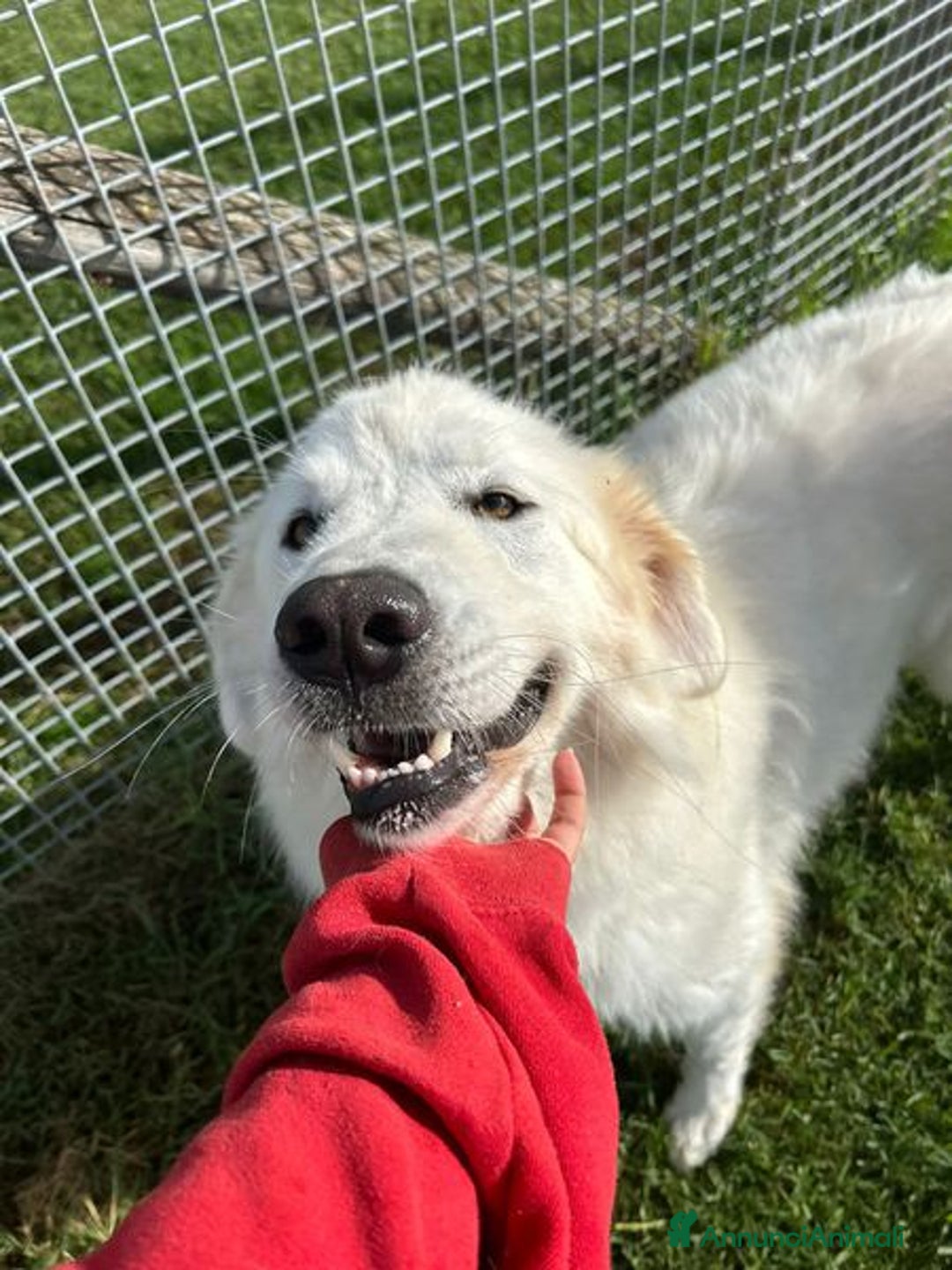 Pastore Maremmano cani in regalo: Spartaco, manto candido come il suo ❤️ - Annuncio 2