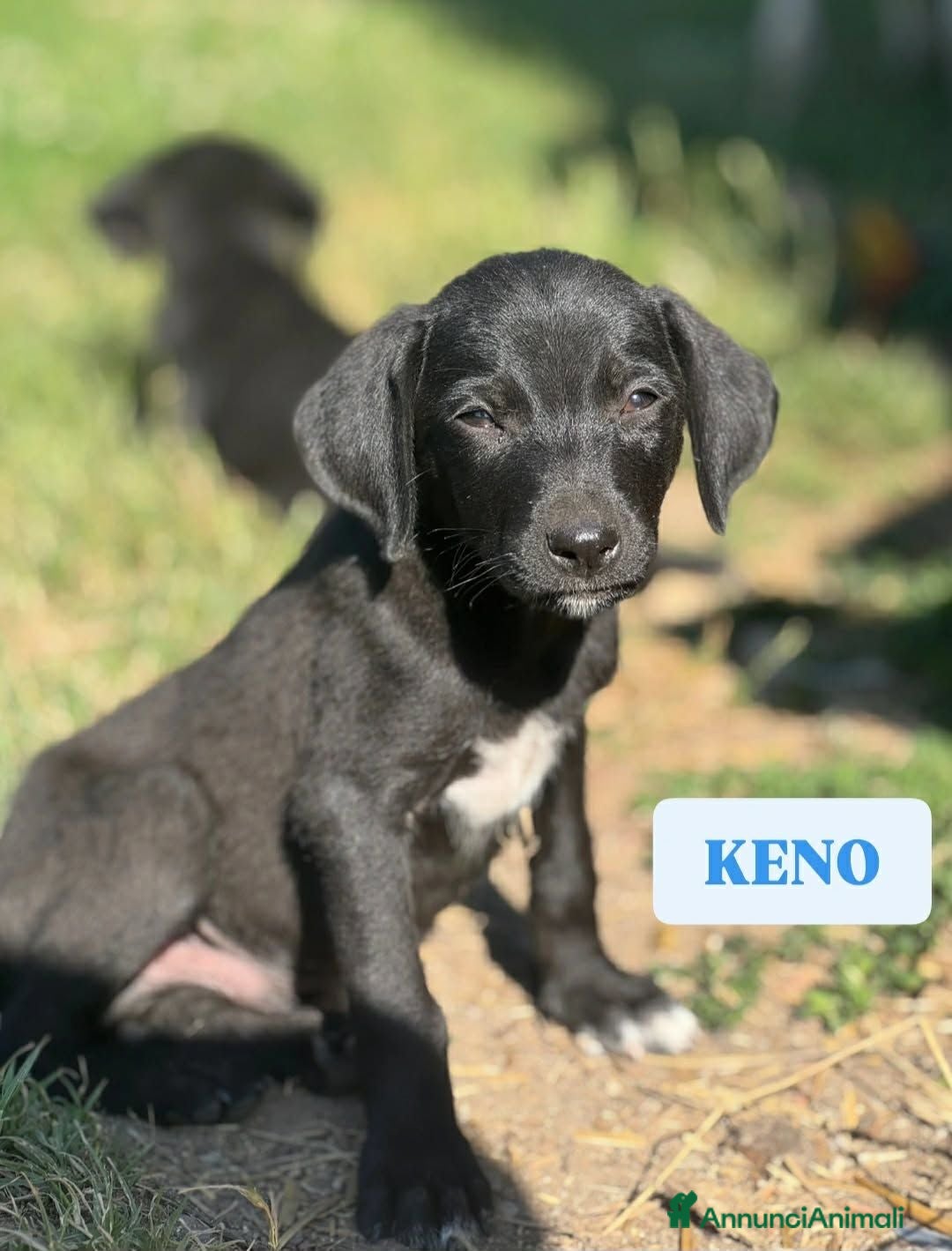 Meticcio cani 7 MERAVIGLIE da salvare! Taglia PICCOLA - Annuncio 26