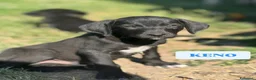 Meticcio cani in regalo: 7 MERAVIGLIE da salvare! Taglia PICCOLA - Annuncio 1