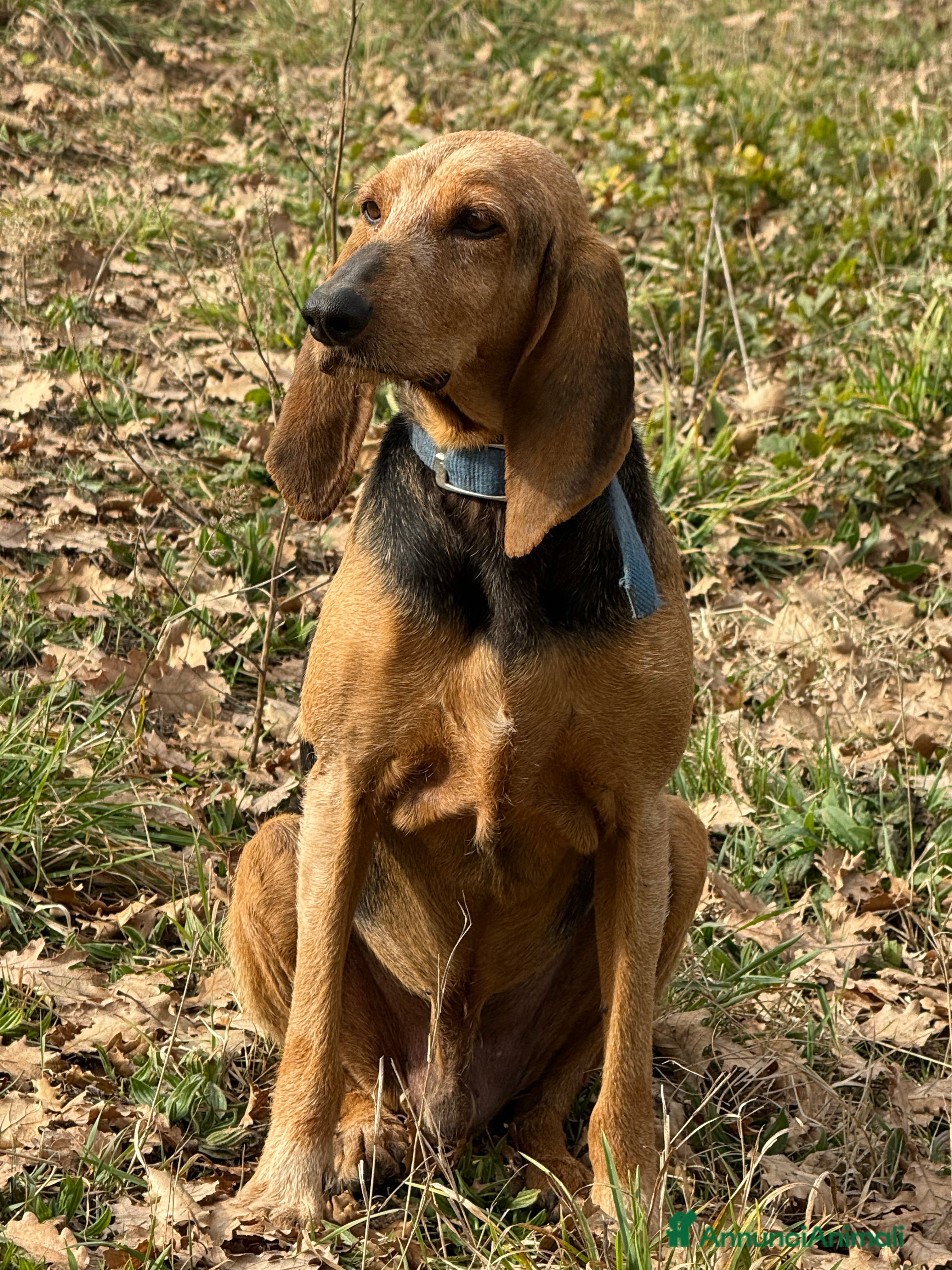 Segugio cani Duca  - Annuncio 2
