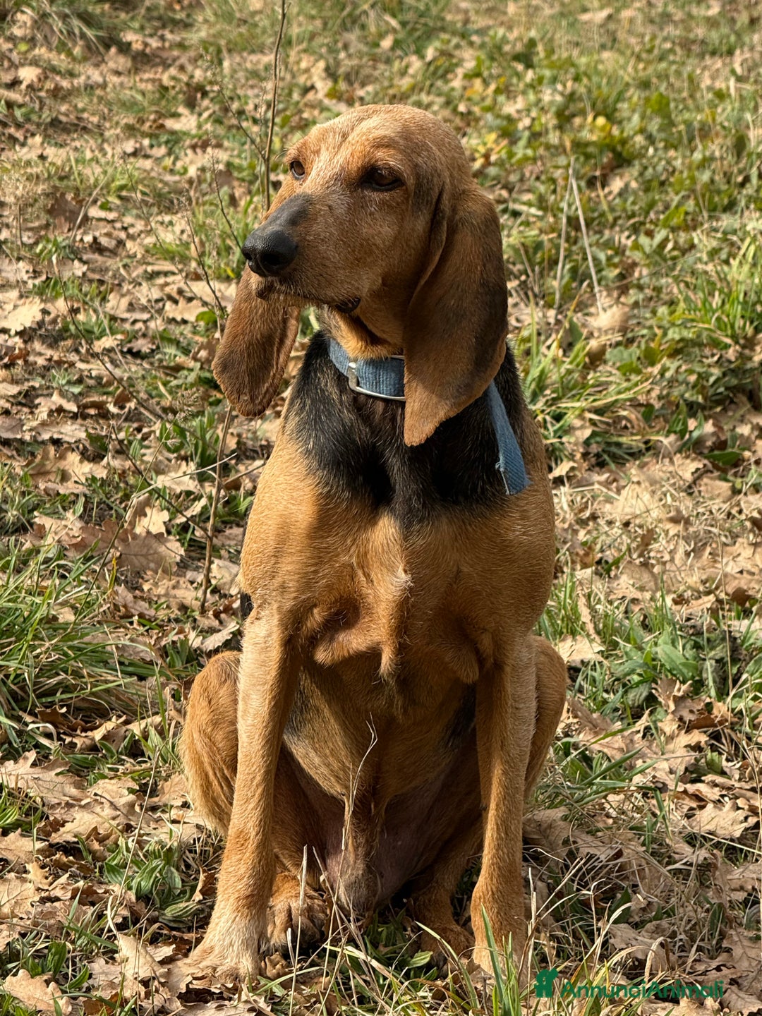 Segugio cani in regalo: Duca  - Annuncio 1