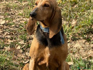 Segugio cani Duca - Annuncio 2