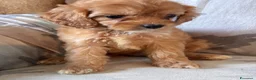 Cavapoo cani in vendita: Cuccioli di cane Cavapoo - Annuncio 18