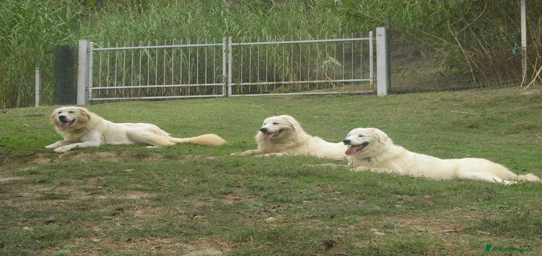 Immagine della galleria {{count}}