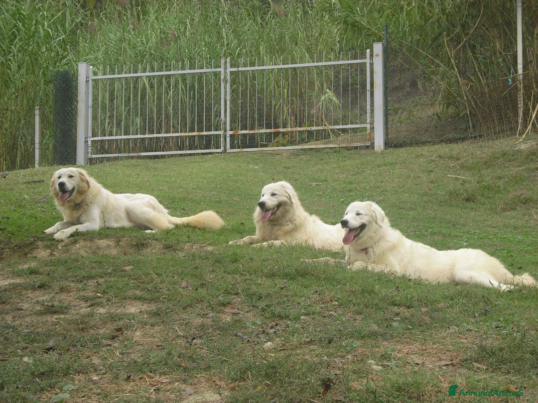 Immagine della galleria {{count}}