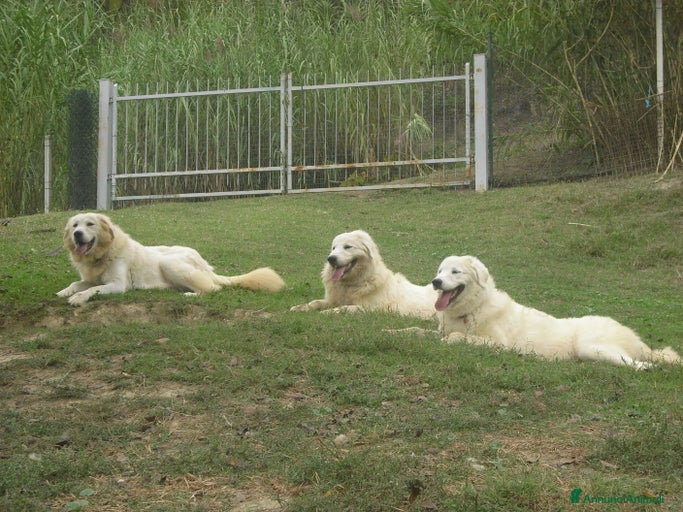 Immagine della galleria {{count}}