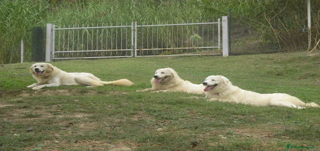 Immagine della galleria {{count}}