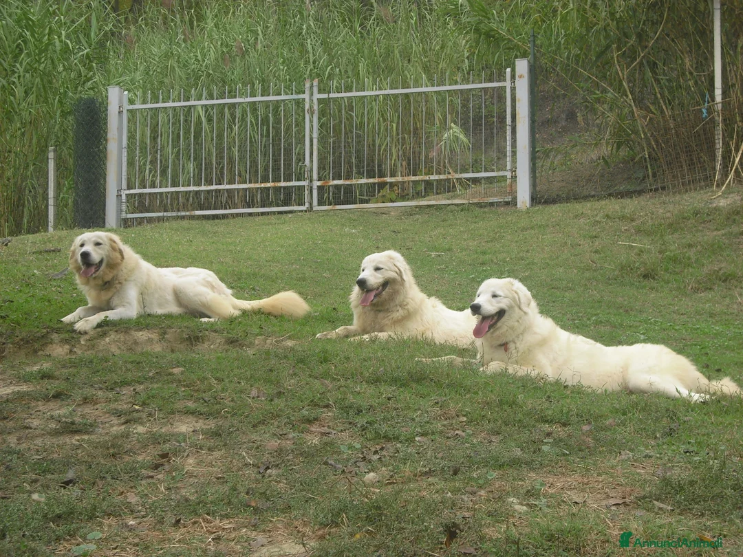 Immagine della galleria {{count}}