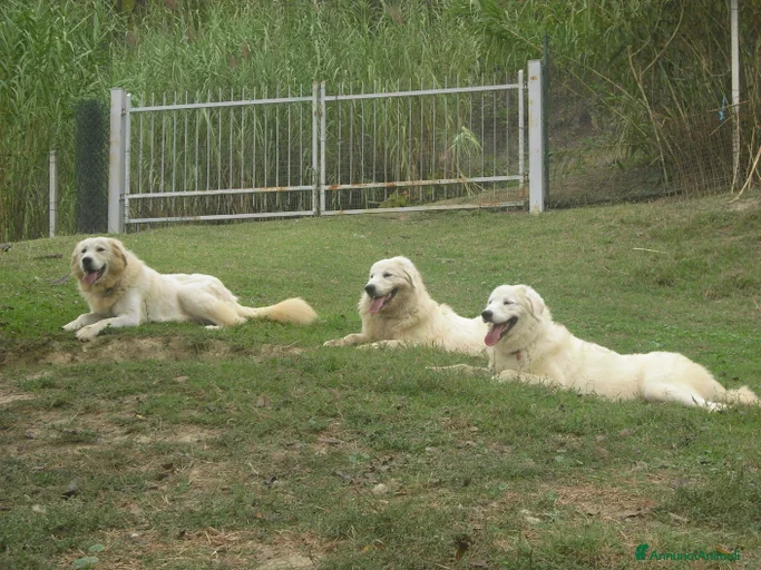 Immagine della galleria {{count}}