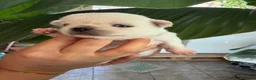 Chihuahua cani in vendita: cuccioli chihuahua - Annuncio 3