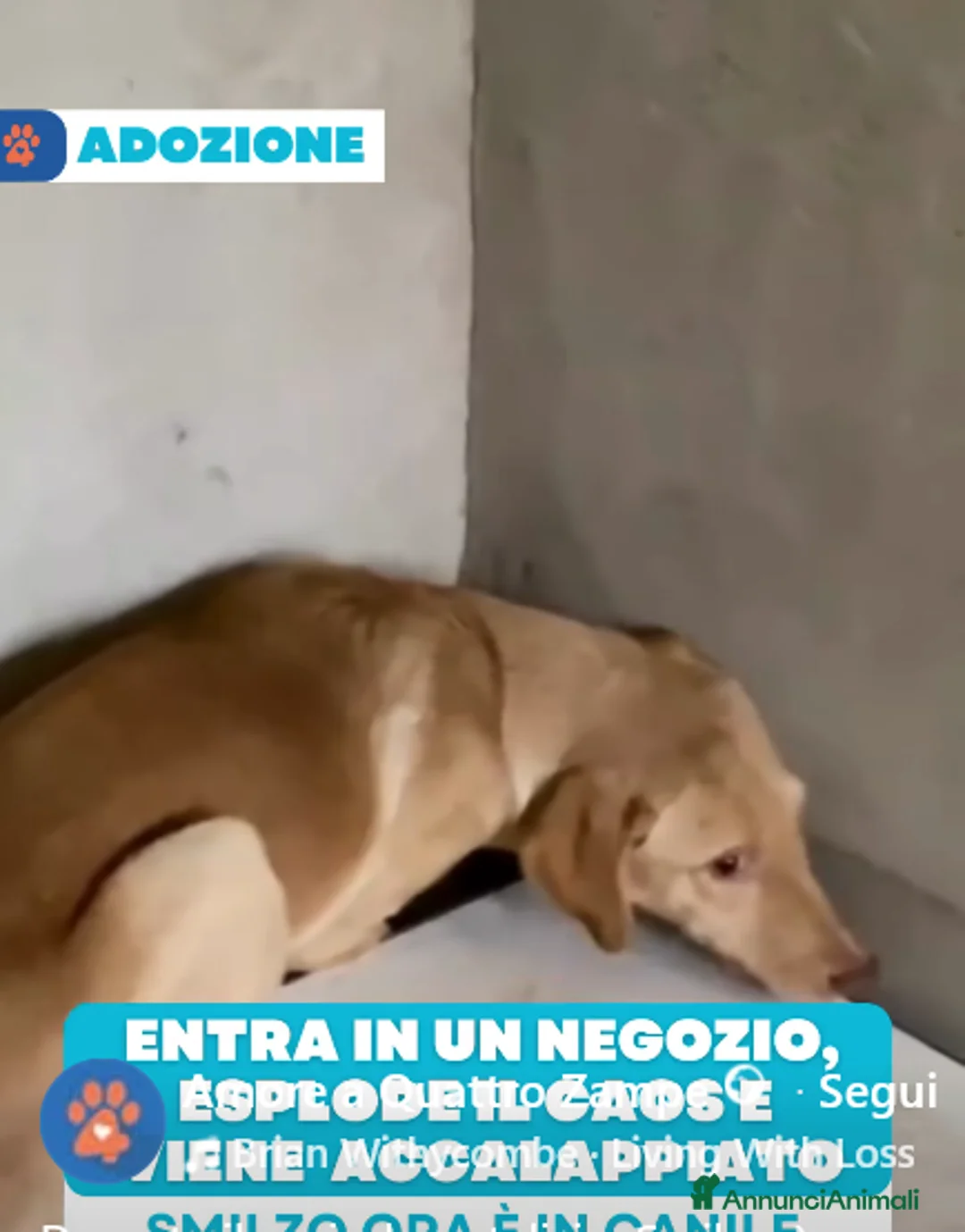 Meticcio cani in regalo: ADOZ.DEL💔:in panico in negozio,ora fissa un muro - Annuncio 2