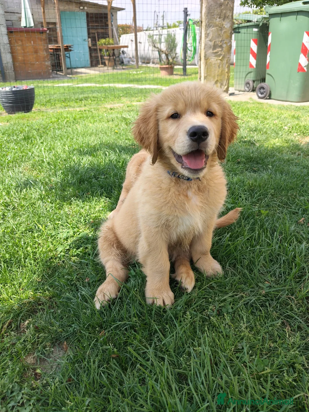Golden Retriever cani in vendita: Golden retriever 90%linea americana pedigree ENCI  - Annuncio 25