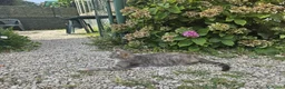 Europeo gatti in regalo: Chiacchiera cerca famiglia - Annuncio 4