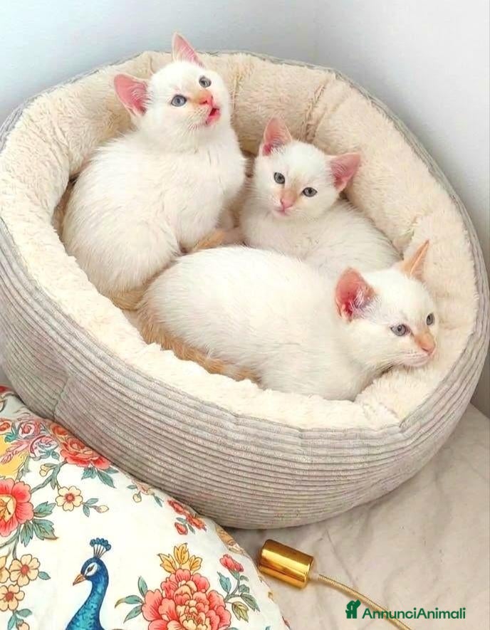 Siamese gatti siamesi Red point - Annuncio 5