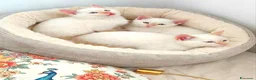Siamese gatti in vendita: siamesi Red point - Annuncio 1