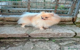 Spitz cani in vendita: Spitz pomerania  a Provincia di Mantova - Immagine 5