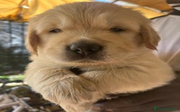 Golden Retriever cani in vendita: Cuccioli di Gold Retriever con pedigree  - Immagine 20