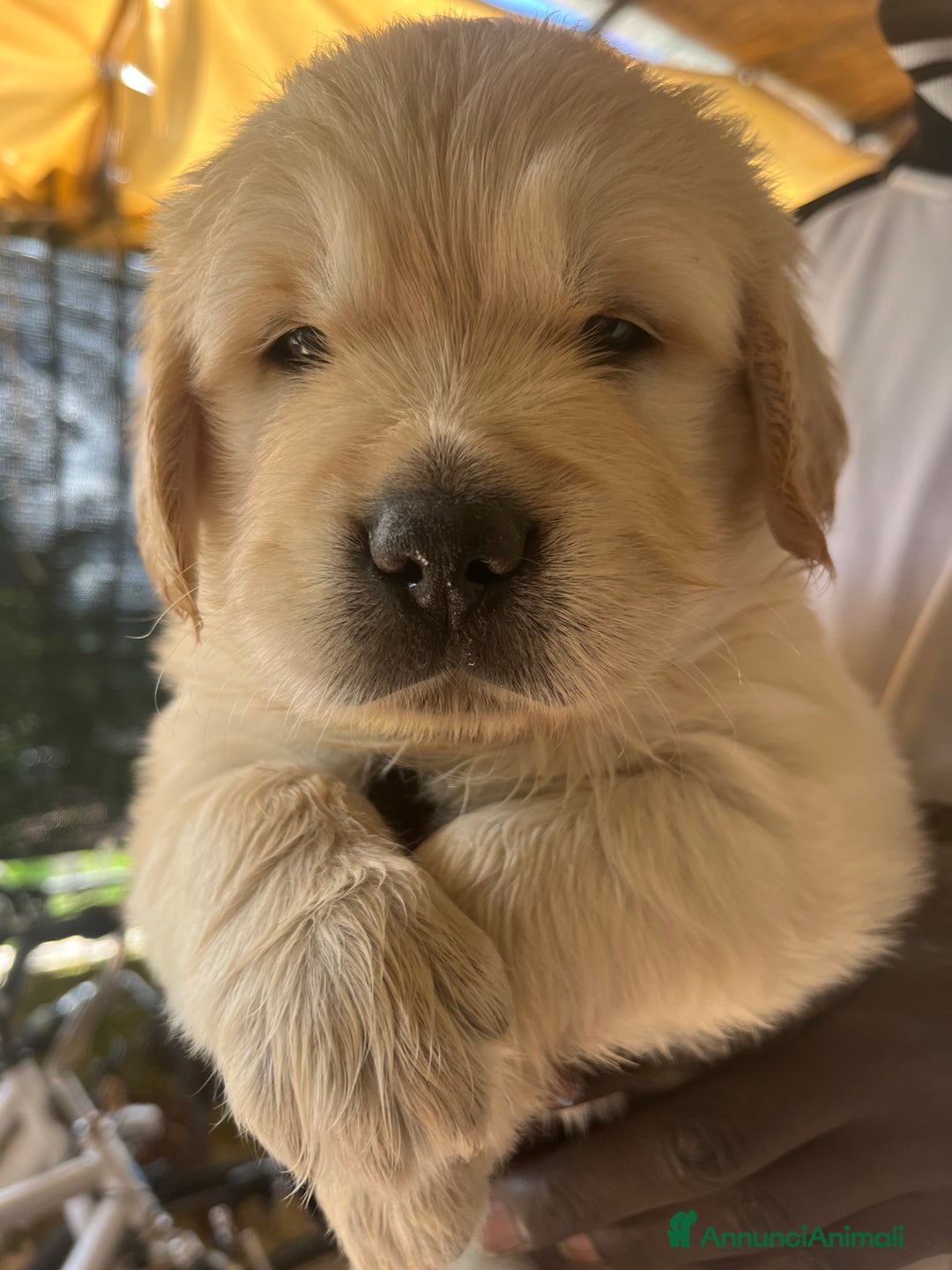 Golden Retriever cani in vendita: Cuccioli di Gold Retriever con pedigree  - Immagine 20