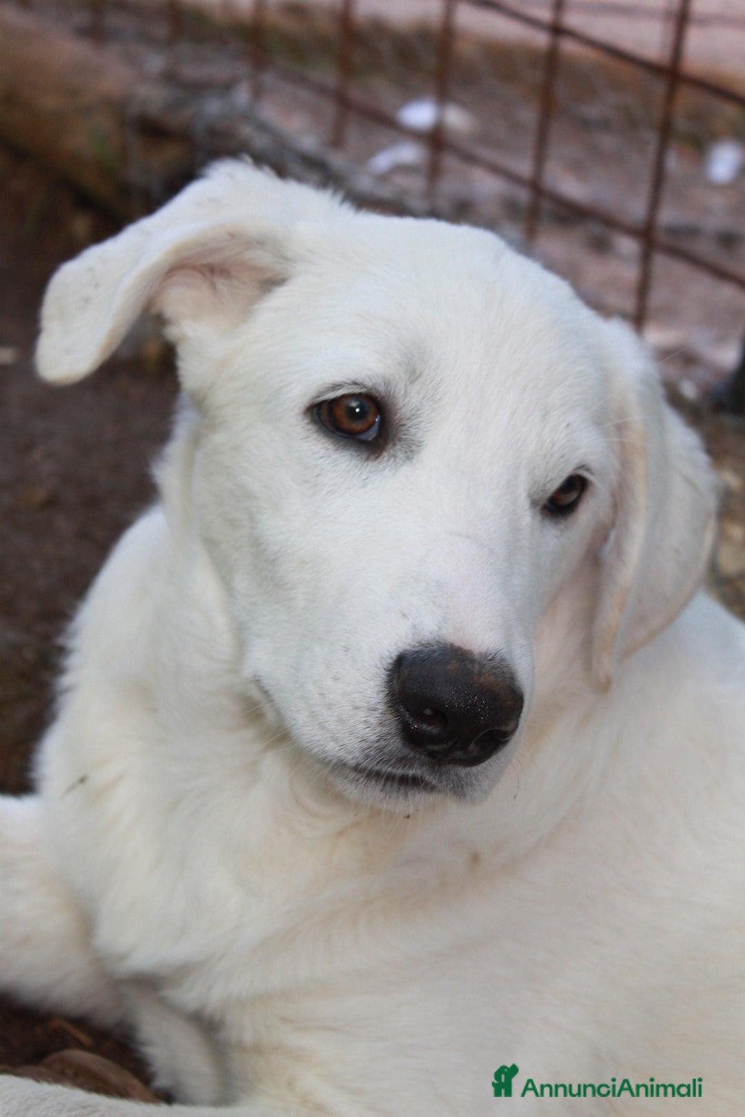 Meticcio cani in regalo: Cucciolo maschio taglia media  - Annuncio 4