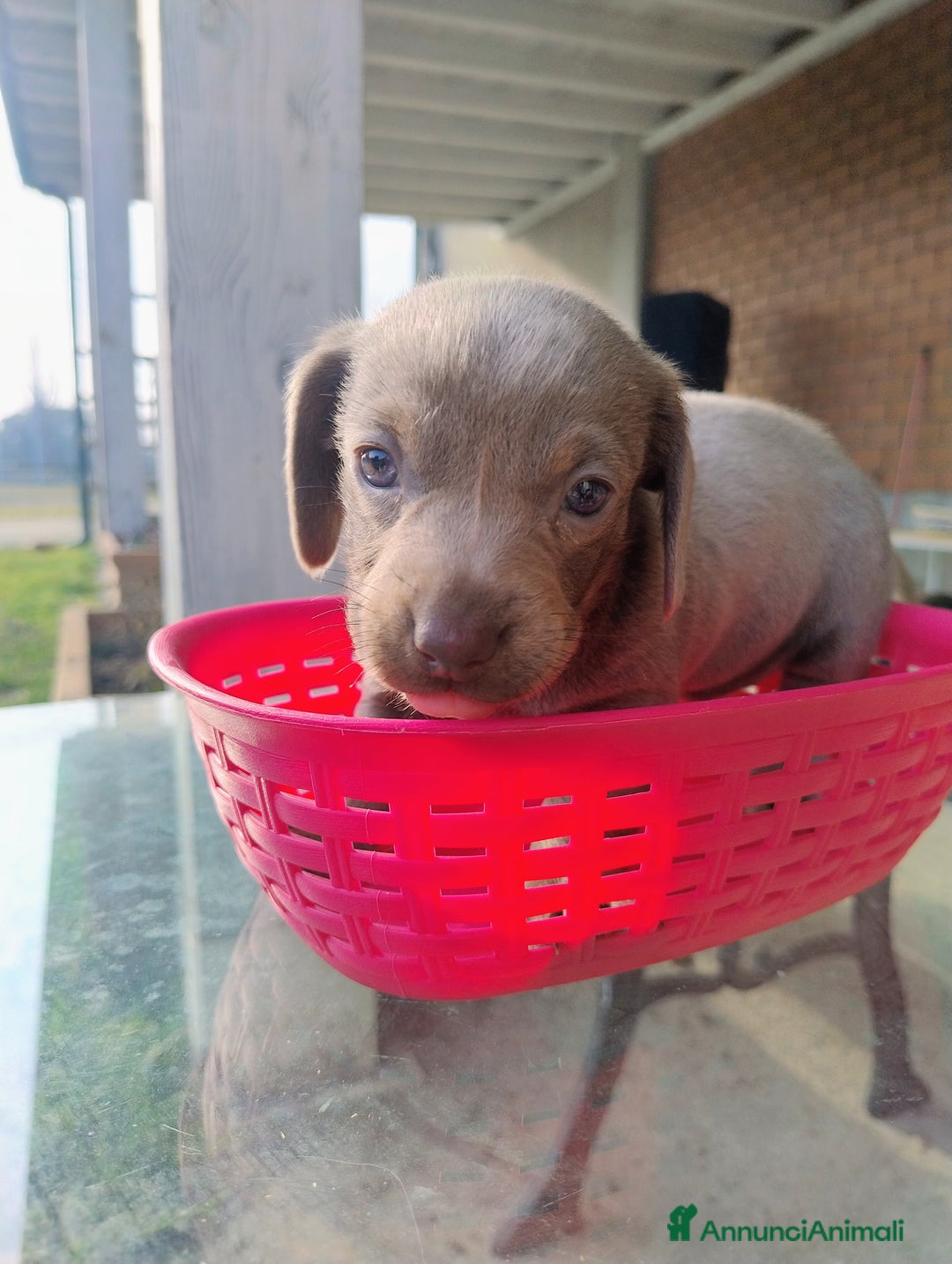 Bassotto cani in vendita: Cucciolo di bassotto a pelo raso - Annuncio 3