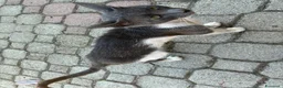 Meticcio gatti in regalo: Gattini - Annuncio 2