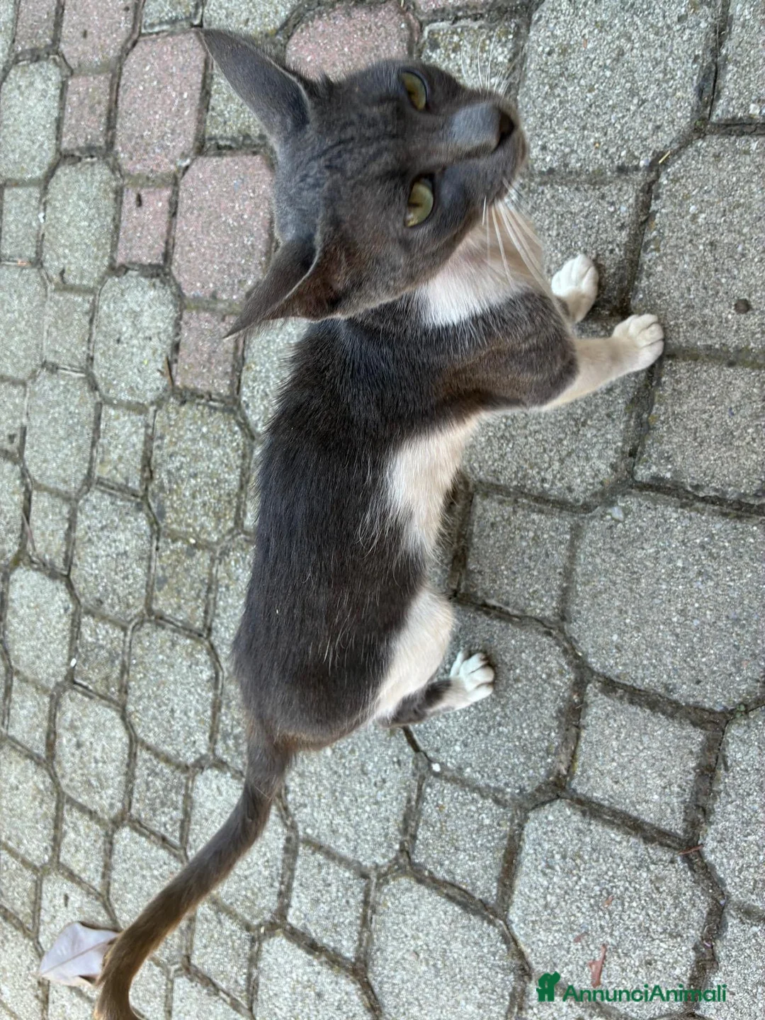Meticcio gatti in regalo: Gattini - Annuncio 2