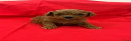 Barboncino Toy cani in vendita: Barboncini toy red brown  - Annuncio 2