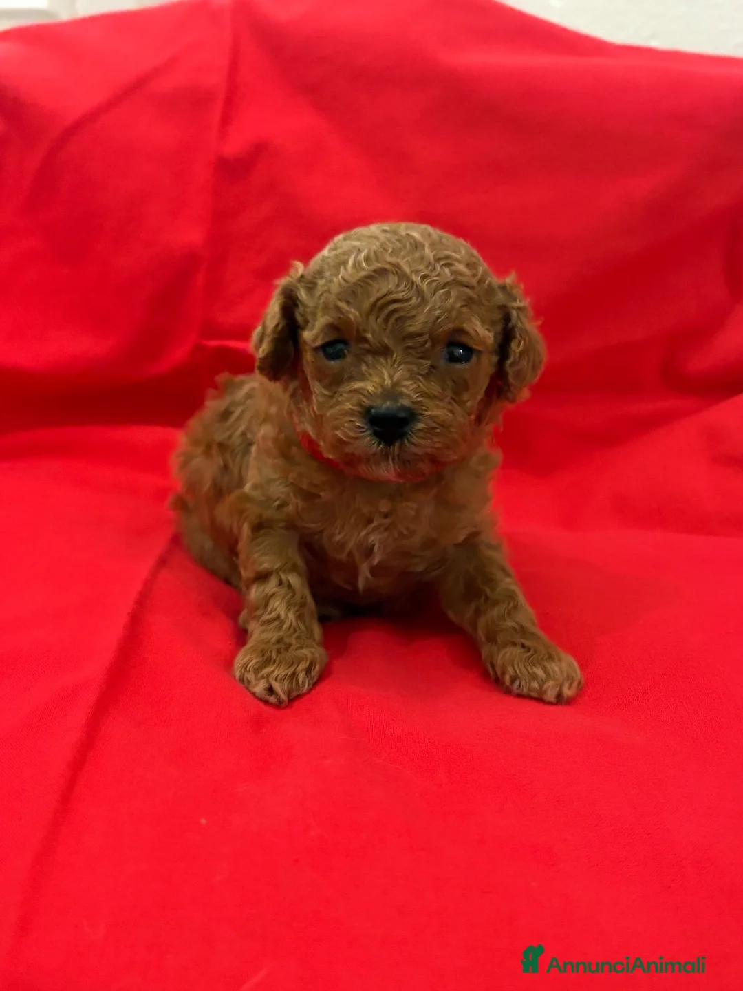 Barboncino Toy cani in vendita: Barboncini toy red brown  - Annuncio 2