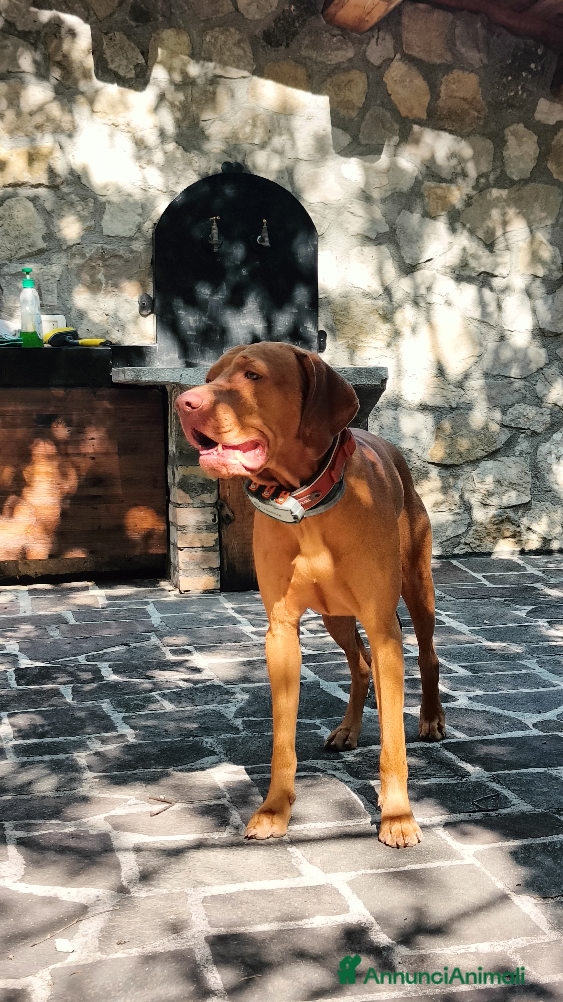 Bracco cani Vizla per accoppiamento  - Annuncio 12