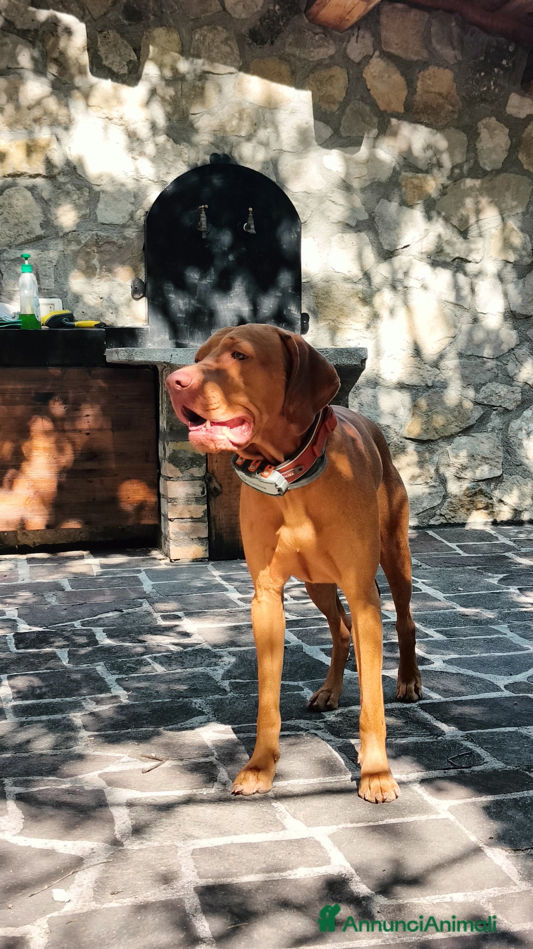 Bracco cani per accoppiamento: Vizla per accoppiamento  - Annuncio 1