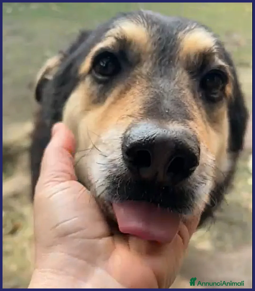 Meticcio cani in regalo: ADOZ D'AMORE X PONCHO 8 ANNI E MEZZO DA SEMPRE IN  a Roma - Annuncio 11