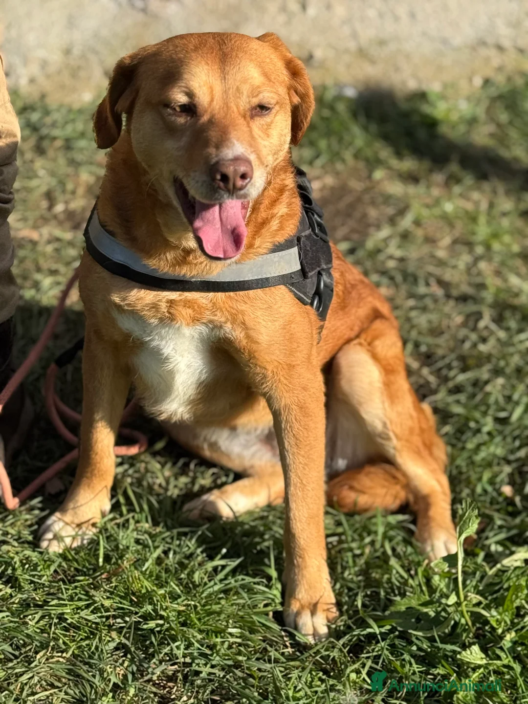 Meticcio cani in regalo: Riccia cagnolina socievole 16kg - Annuncio 1